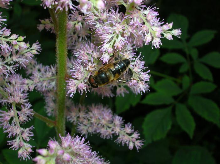 Astilbe thunbergii image