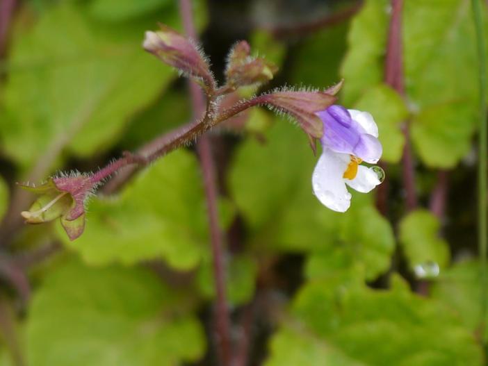 Mazus surculosus image