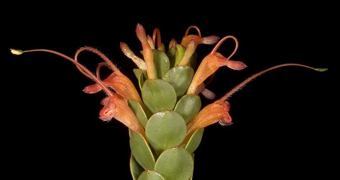 Adenanthos obovatus image