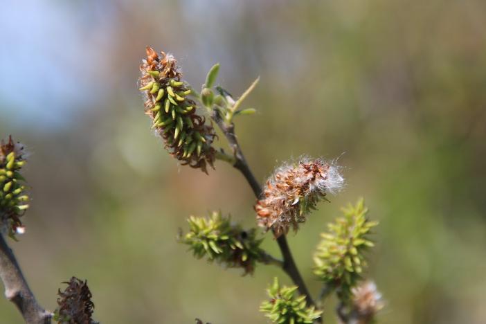 Salix lucida subsp. lasiandra image