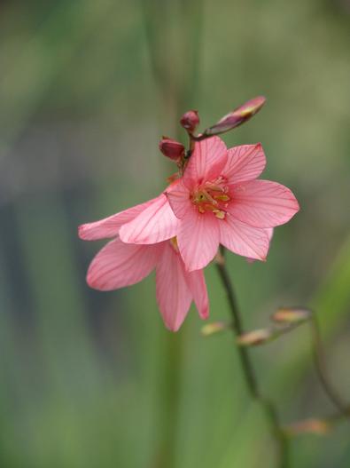 Tritonia disticha subsp. rubrolucens image