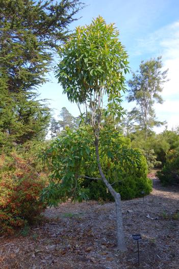 Magnolia yunnanensis image
