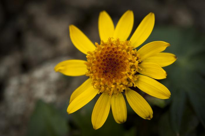 Packera cymbalaria image