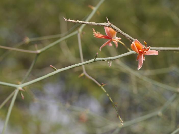Capparis decidua image