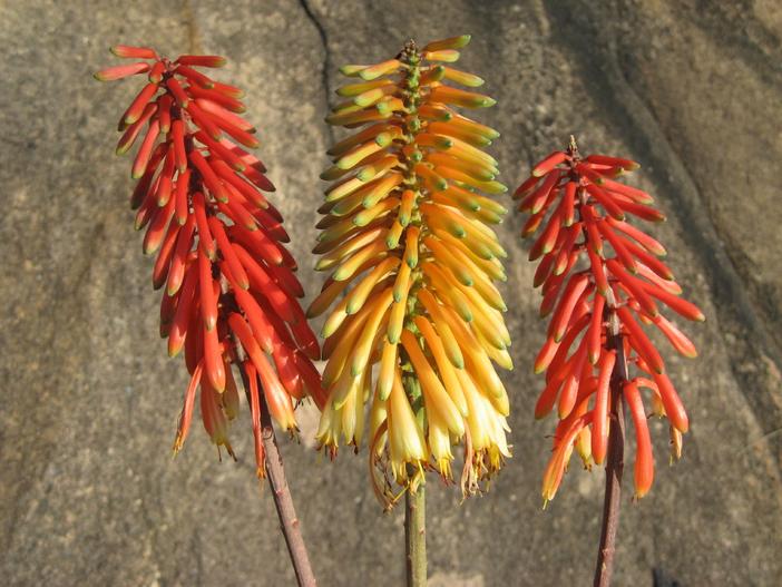 Aloe cameronii image