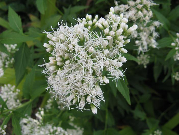 Eupatorium japonicum image