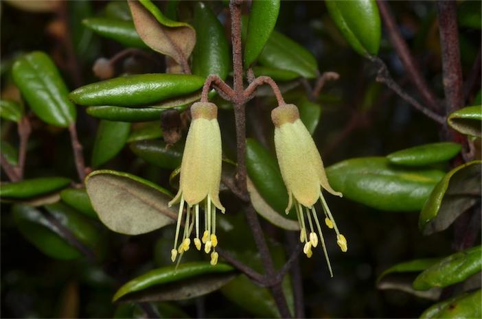 Correa lawrenceana image