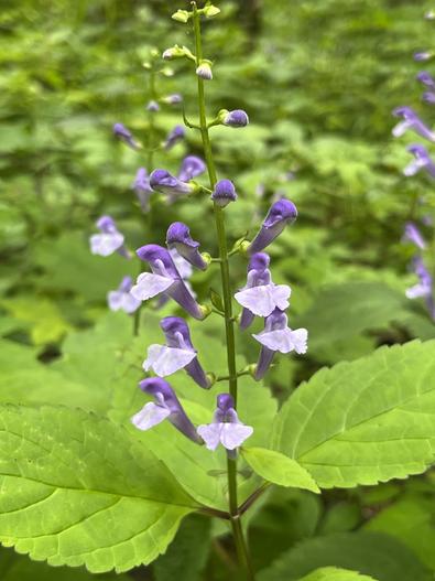 Scutellaria serrata image