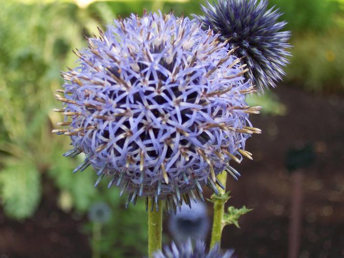 Echinops banaticus image