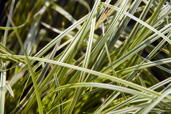Carex dolichostachya image