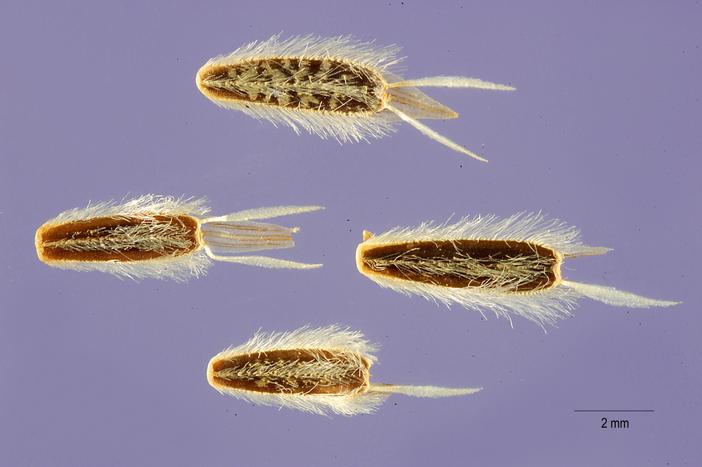Coreopsis douglasii image
