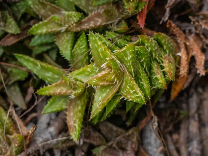 Aloe juvenna image