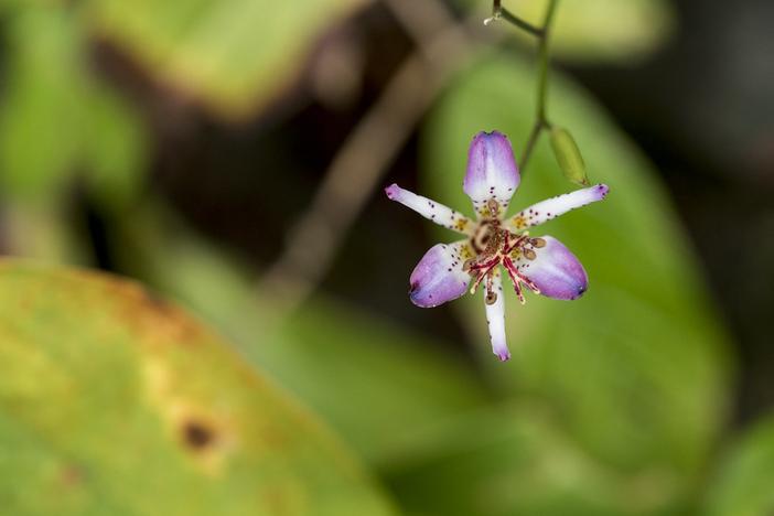 Tricyrtis lasiocarpa image