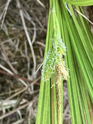 Carex dianae image
