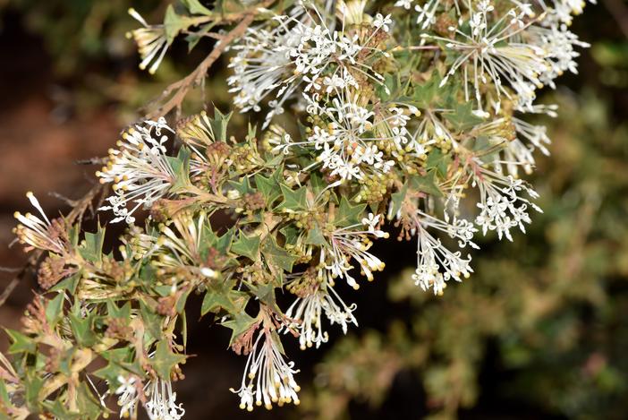 Grevillea vestita image
