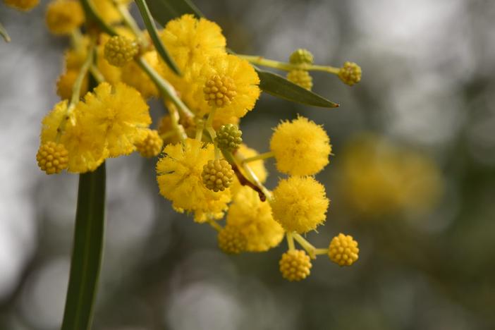 Acacia saligna image