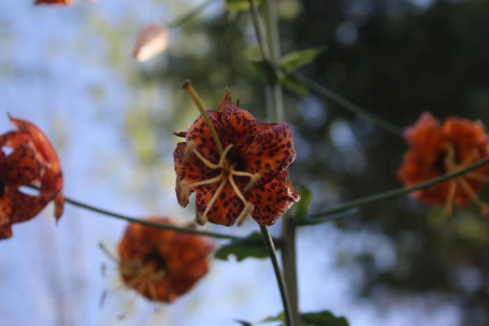 Lilium humboldtii subsp. ocellatum image