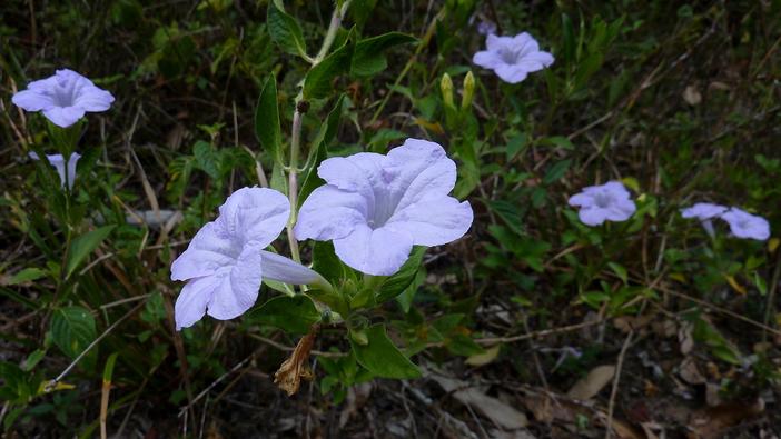 Ruellia geminiflora image