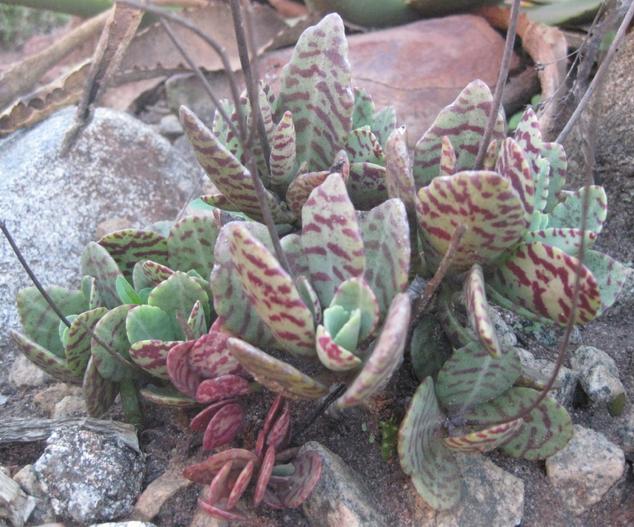 Kalanchoe humilis image