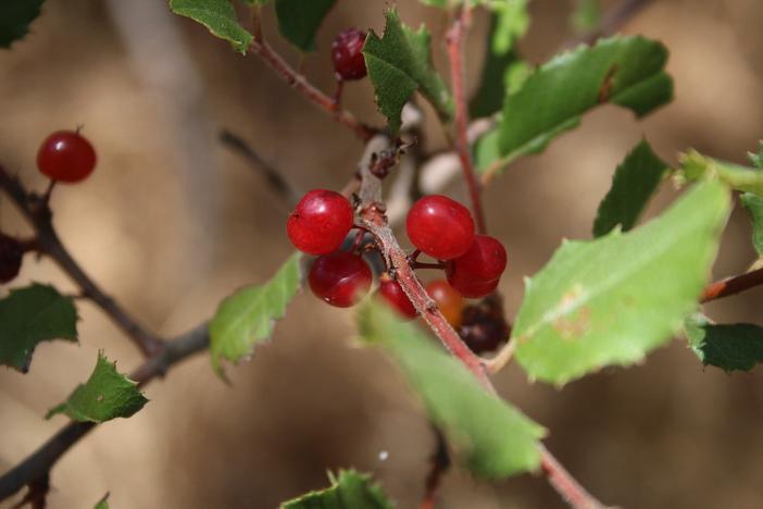 Rhamnus ilicifolia image