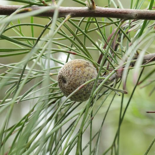 Isopogon dawsonii image