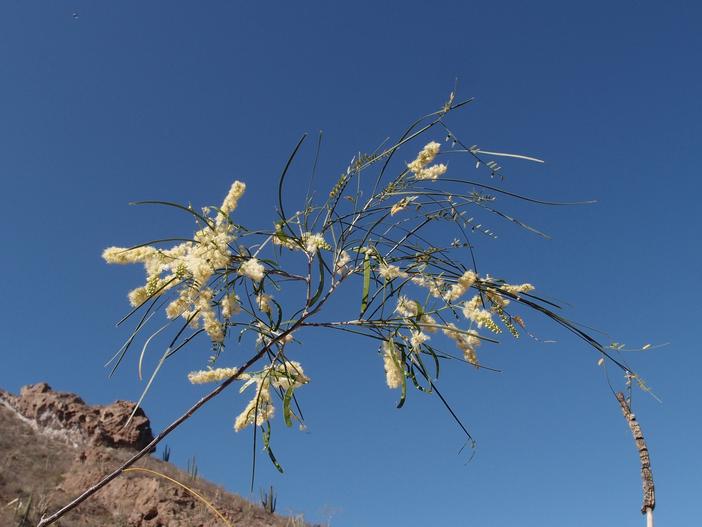 Mariosousa heterophylla image