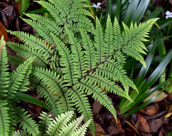 Athyrium otophorum image
