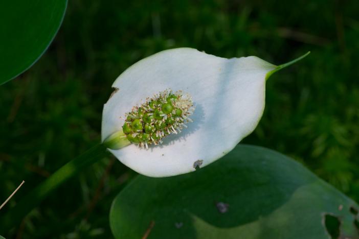 Calla palustris image