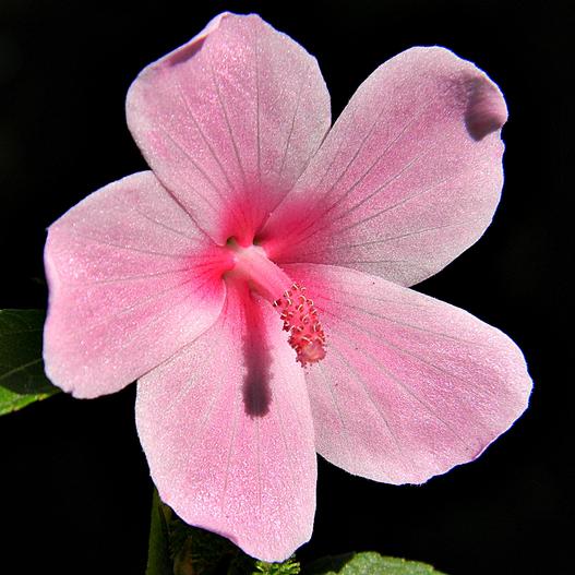 Urena lobata image