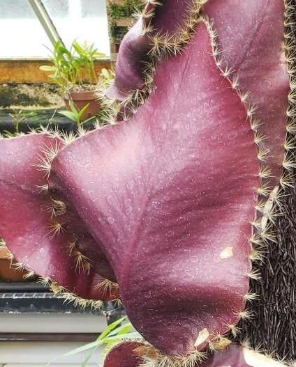 Strophocactus wittii image