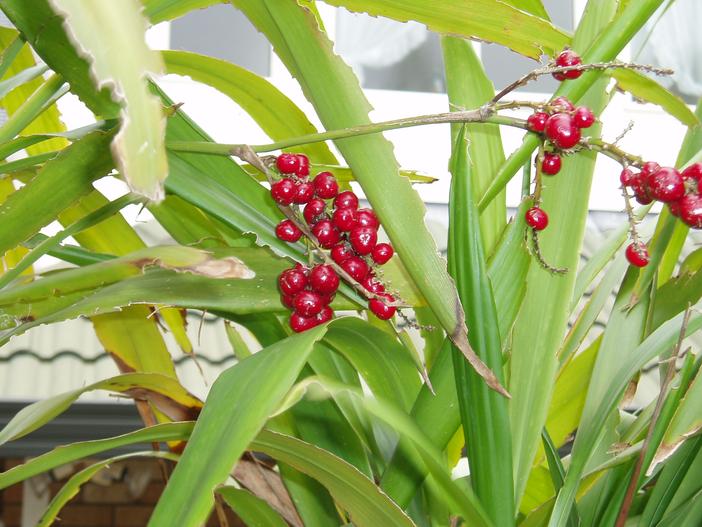 Cordyline rubra image