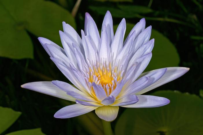 Nymphaea nouchali var. caerulea image