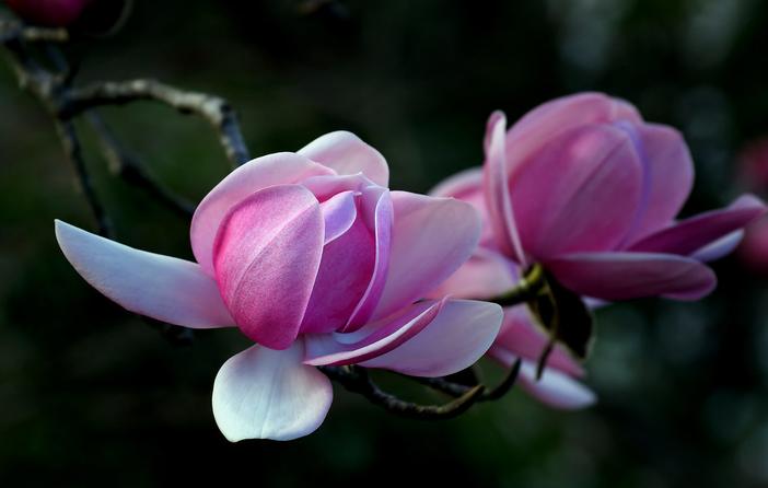 Magnolia campbellii image