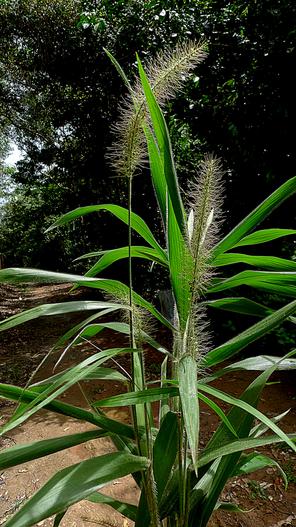 Setaria vulpiseta image