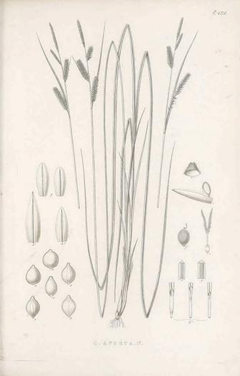 Carex aperta image