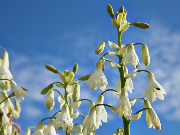 Ornithogalum candicans image
