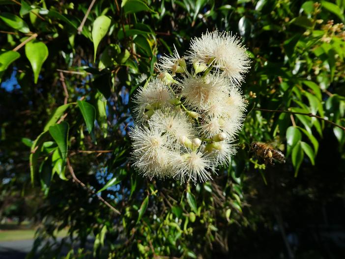 Syzygium luehmannii image