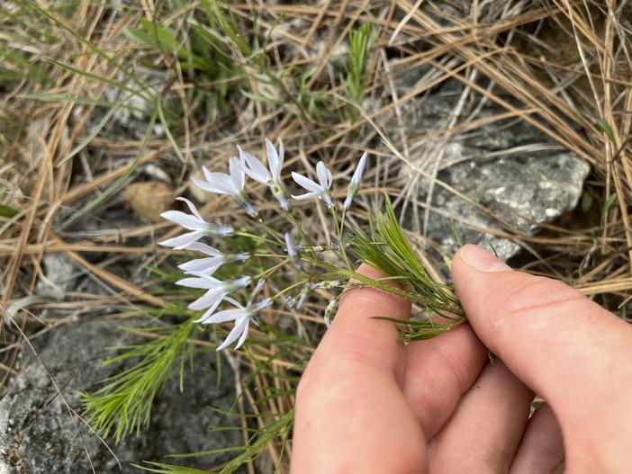 Amsonia ciliata var. filifolia image
