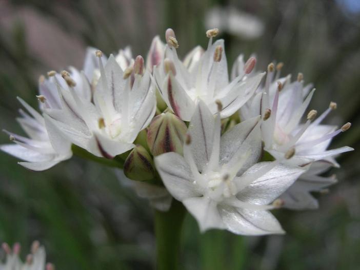 Allium haematochiton image