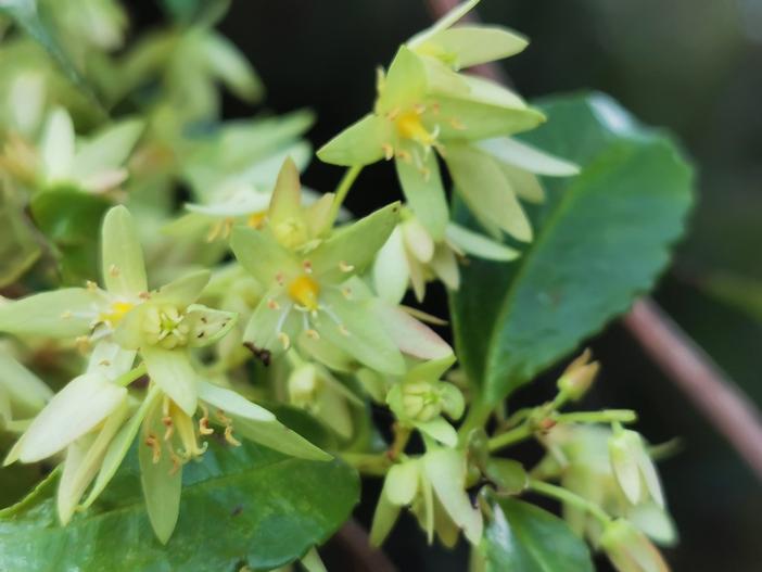 Aphanopetalum resinosum image