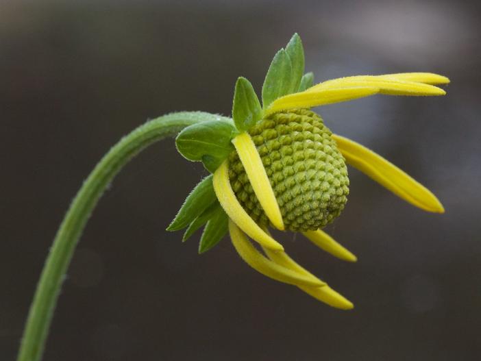 Rudbeckia californica image