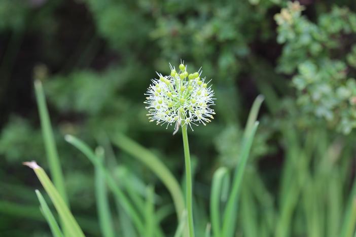 Allium hookeri image