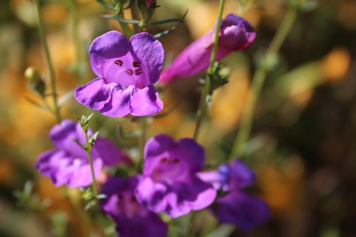 Penstemon australis image
