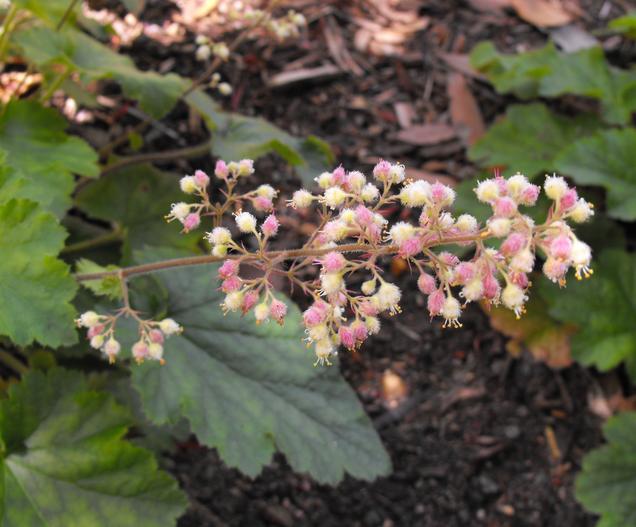 Heuchera maxima image