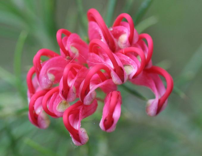 Grevillea juniperina image