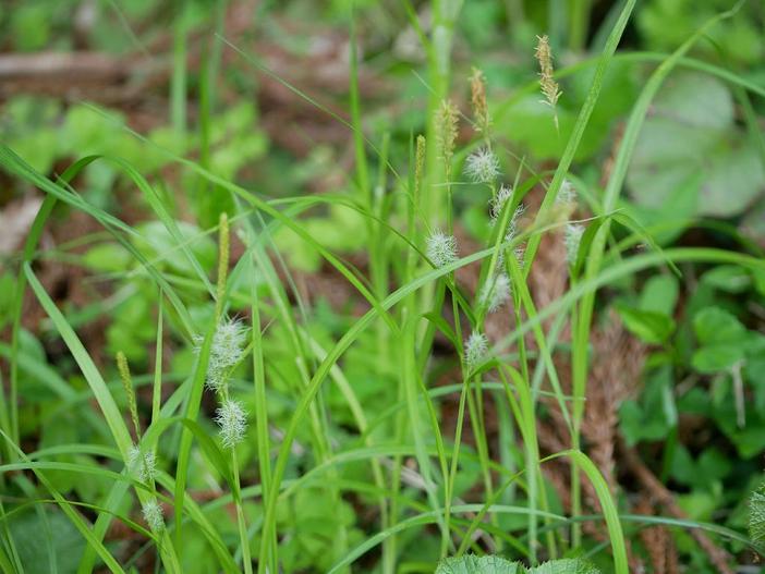 Carex japonica image