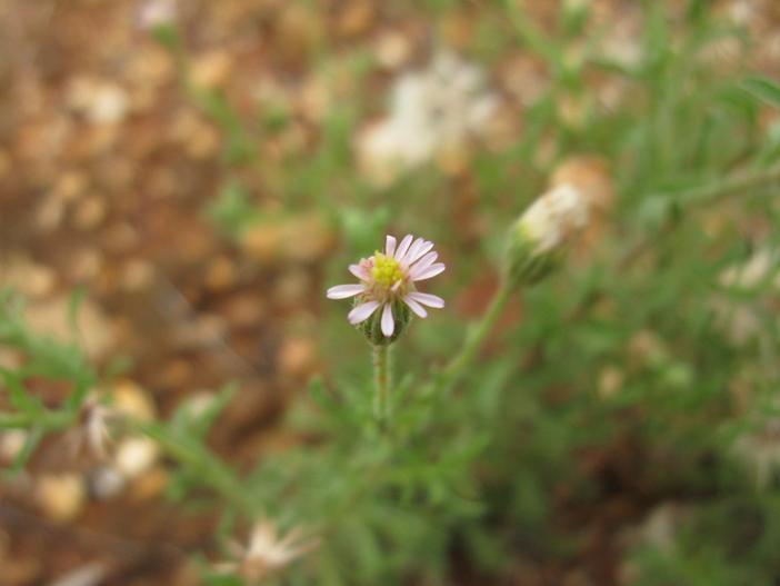 Vittadinia cuneata image