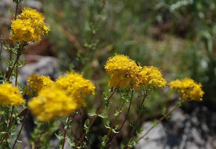 Hypericum scabrum image
