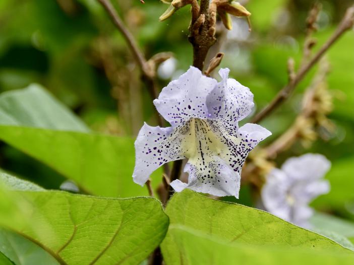 Paulownia kawakamii image