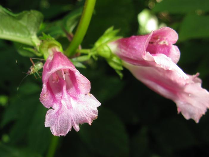 Chelonopsis moschata image